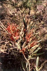 Grevillea dimorpha