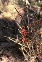 Grevillea dimorpha