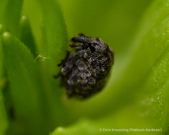 Acanthoscelidius acephalus