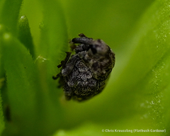 Acanthoscelidius acephalus