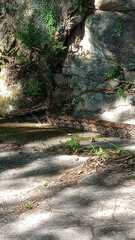 Boa constrictor constrictor