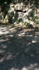 Boa constrictor constrictor