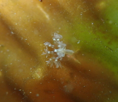 Cladonema radiatum