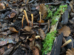 Pseudomitrula horakii