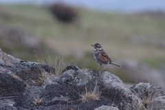 Turdus iliacus coburni
