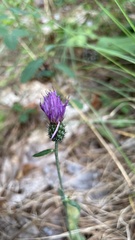 Cirsium carolinianum