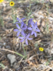 Dichelostemma multiflorum