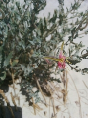 Oenothera pallida runcinata