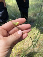 Crotalaria purshii