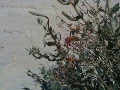 Oenothera pallida runcinata