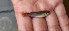 Profundulus adani
