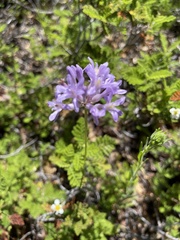 Dichelostemma multiflorum