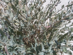 Oenothera pallida runcinata