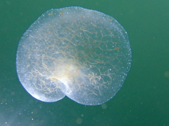 Tethydidae