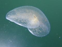 Tethydidae