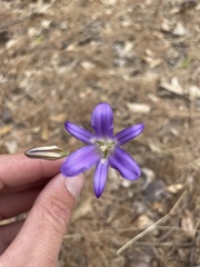 Brodiaea coronaria