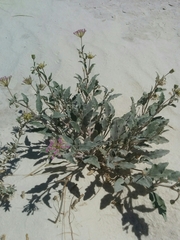 Abronia angustifolia