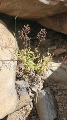 Centranthus calcitrapae image