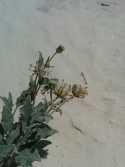 Abronia angustifolia