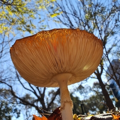 Amanita muscaria