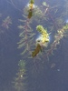 Cutleaf Water-Milfoil - Photo (c) Howard Horne, some rights reserved (CC BY-NC), uploaded by Howard Horne