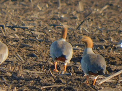 Chloephaga rubidiceps