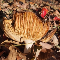 Amanita muscaria
