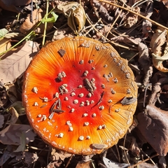 Amanita muscaria