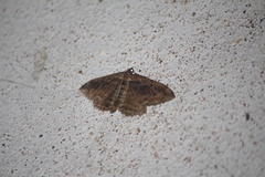 Philereme transversata