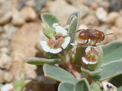 Perdita minima