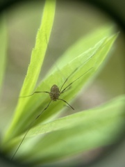 Rilaena triangularis