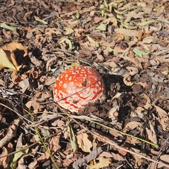 Amanita muscaria