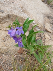 Penstemon glaber