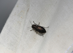 Phaenops