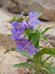 Penstemon glaber