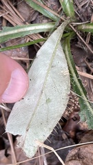 Cirsium carolinianum