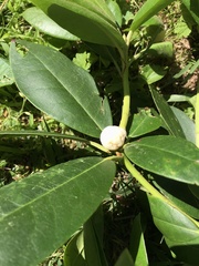 Exobasidium rhododendri