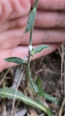 Cirsium carolinianum