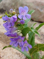 Penstemon glaber