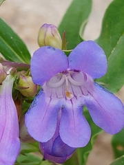 Penstemon glaber