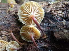 Xeromphalina