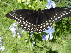 Papilio menatius victorinus