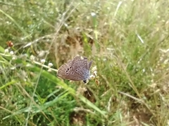 Echinargus isola
