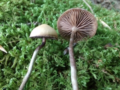 Psilocybe fuscofulva