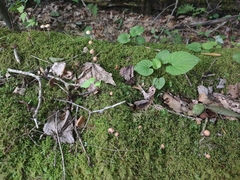 Psilocybe fuscofulva