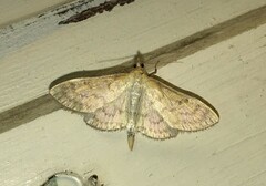 Paratalanta pandalis