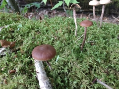 Psilocybe fuscofulva