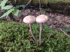 Psilocybe fuscofulva