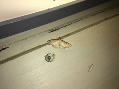 Paratalanta pandalis