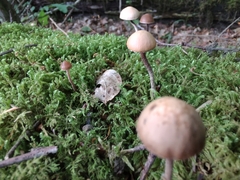 Psilocybe fuscofulva